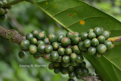 Coffea liberica